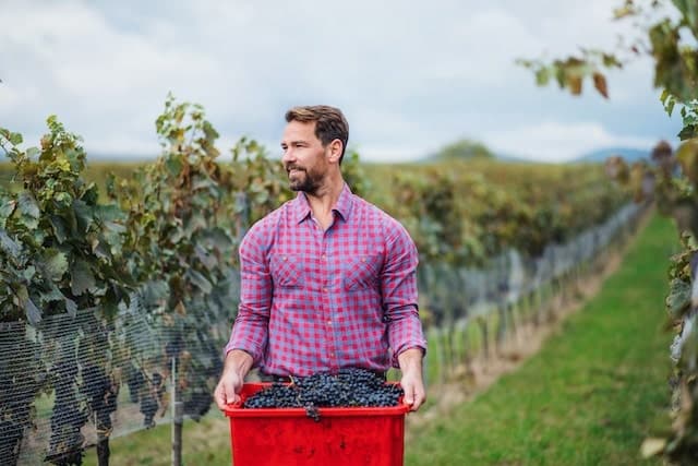 Winemaker harvesting grapes in vineyard