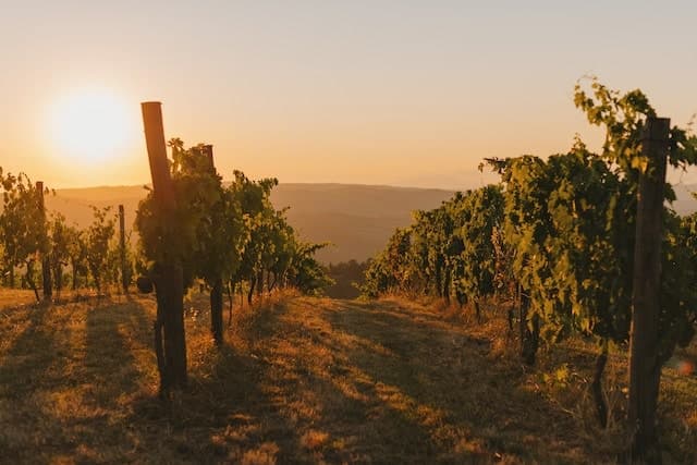 Tuscan vineyard at sunset